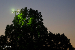 250509 Reds HDH 0659